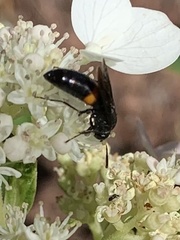 Stizoides renicinctus