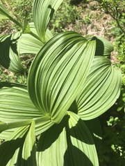 Veratrum viride