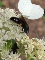 Stizoides renicinctus