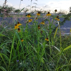 Helenium mexicanum