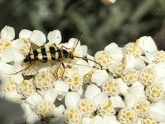 Stenostrophia tribalteata