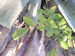Grewia rhombifolia
