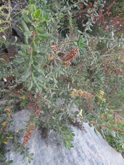 Escallonia illinita