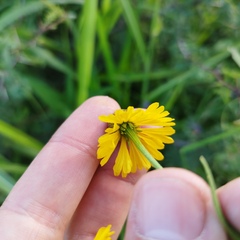 Helenium mexicanum