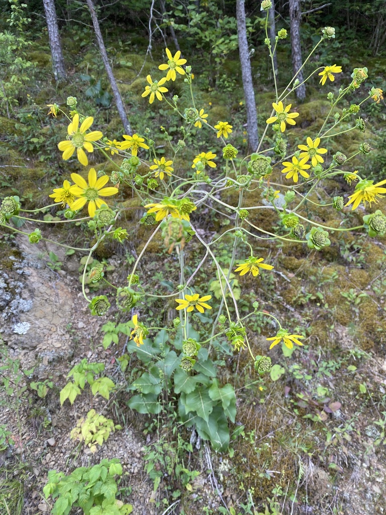 Ragged Rosinweed