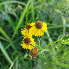 Helenium mexicanum