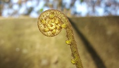 Goniophlebium persicifolium