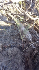 Lomatium nevadense