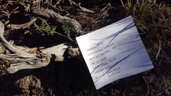Lomatium nevadense