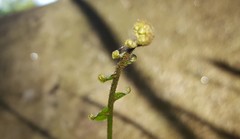 Goniophlebium persicifolium
