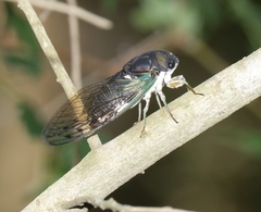 Neotibicen tibicen tibicen