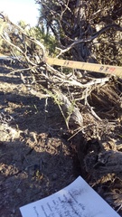 Lomatium nevadense