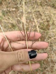 Dichanthium annulatum annulatum