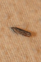 Battaristis concinnusella