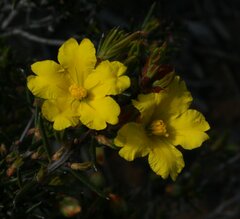 Hibbertia exasperata