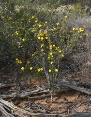 Hibbertia exasperata