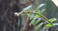 Goniophlebium persicifolium