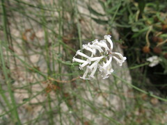Diostea juncea
