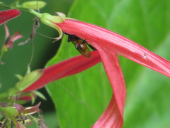Dianthera secunda