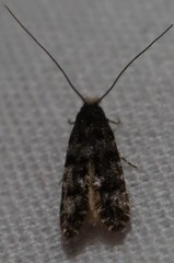 Tineidae clade b