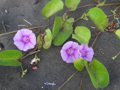 Ipomoea pes-caprae