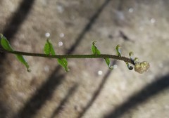 Goniophlebium persicifolium