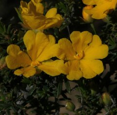 Hibbertia eatoniae
