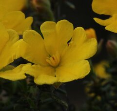 Hibbertia eatoniae