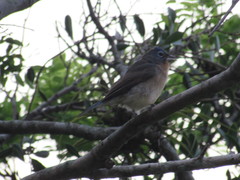 Passerina rositae