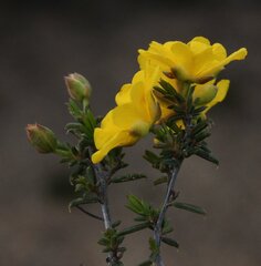 Hibbertia eatoniae