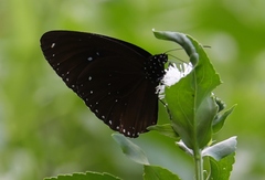 Euploea sylvester swinhoei