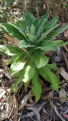 Incertae Sedis image