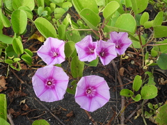Ipomoea pes-caprae