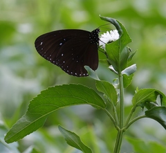 Euploea sylvester swinhoei