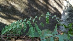 Goniophlebium persicifolium