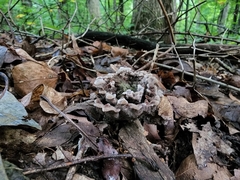 Thelephora americana