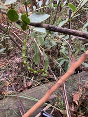 Acacia complanata