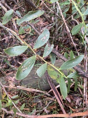 Acacia complanata