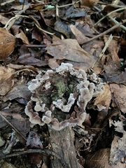 Thelephora americana