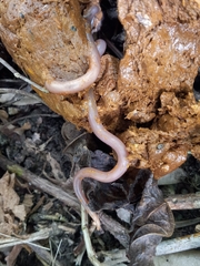 Ascaris lumbricoides