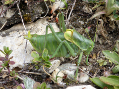Polysarcus denticauda