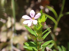 Lythrum gracile