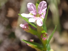 Lythrum gracile