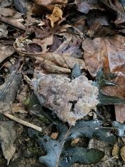 Thelephora americana