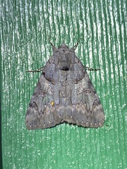 Catocala coccinata