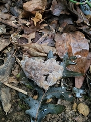 Thelephora americana