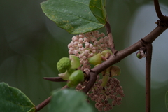 Poikilospermum suaveolens