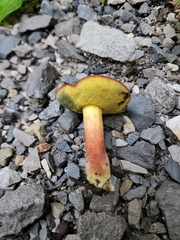 Cyanoboletus cyaneitinctus
