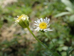 Erigeron heteromorphus