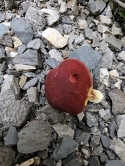 Cyanoboletus cyaneitinctus